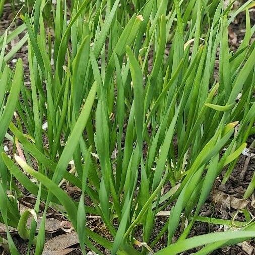 Allium fistulosum Blatt