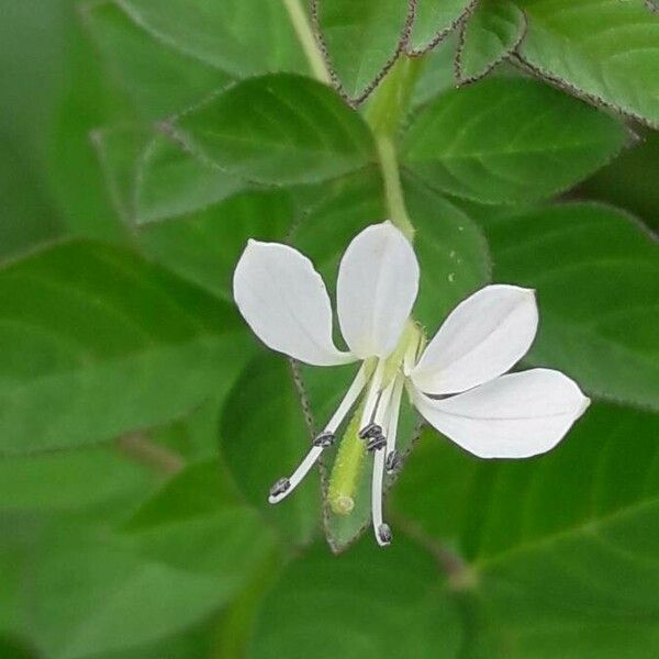 Cleome rutidosperma Květ