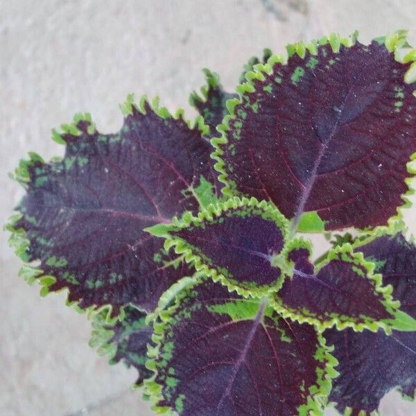 Coleus decurrens पत्ता