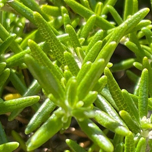 Salvia rosmarinus Leaf