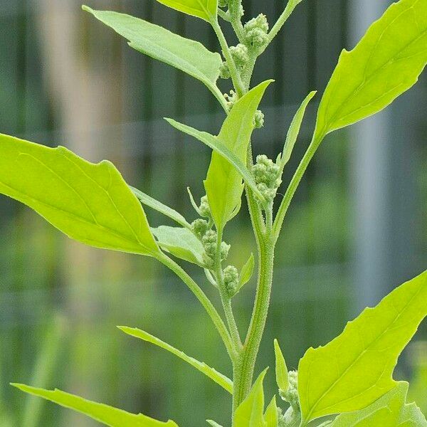 Chenopodium berlandieri Yaprak