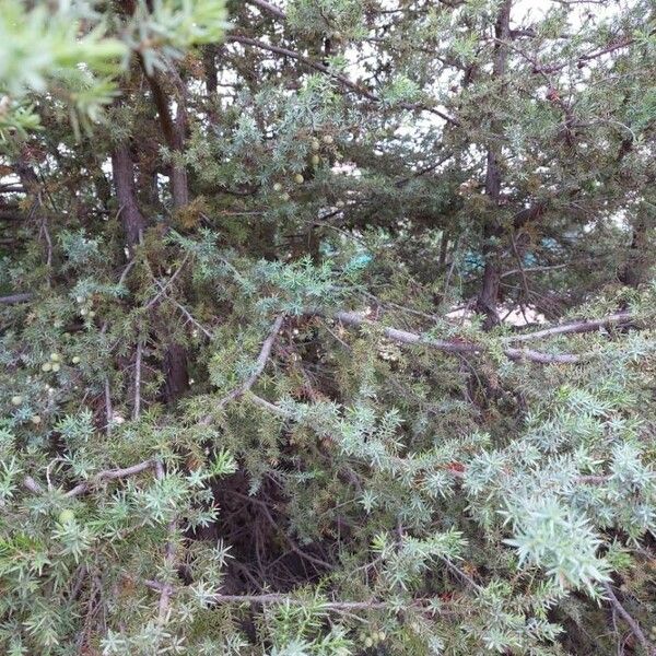 Juniperus oxycedrus Outro