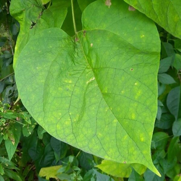 Catalpa speciosa List