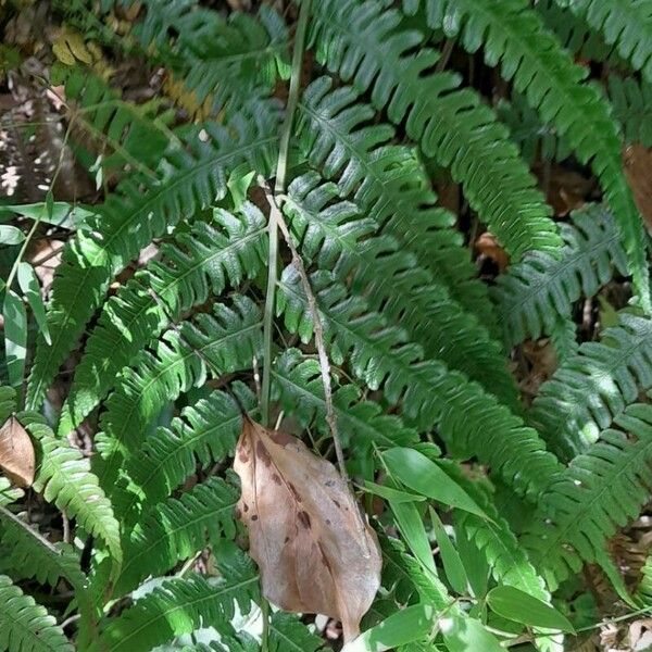 Diplazium pectinatum Leaf