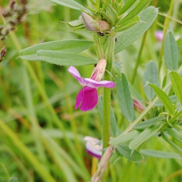 Vicia sativa Λουλούδι