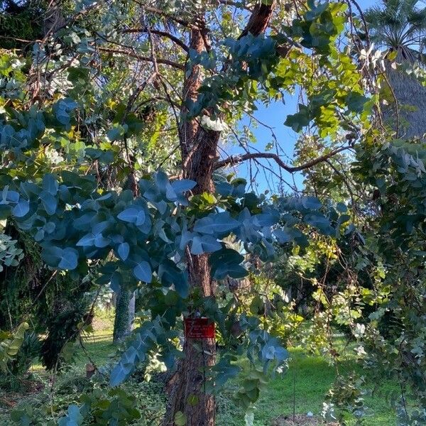 Eucalyptus cinerea Habit