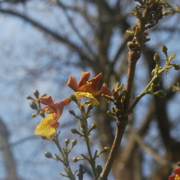 Gmelina arborea Gyümölcs
