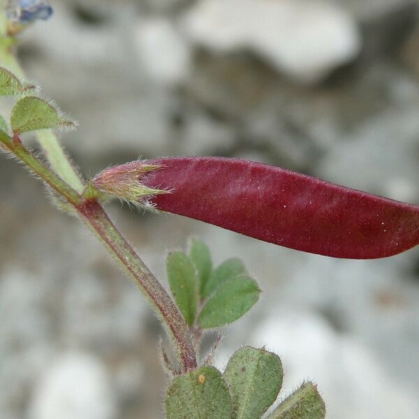 Vicia lathyroides Плід