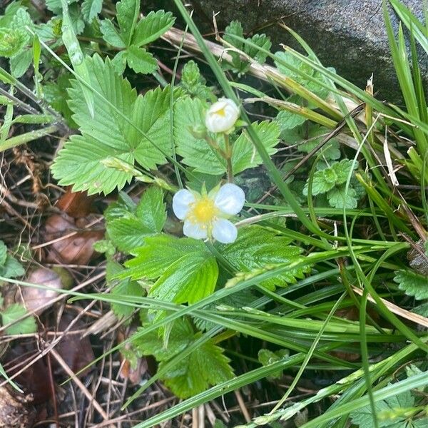 Fragaria viridis Blomma