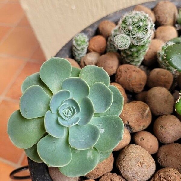 Echeveria australis Leaf