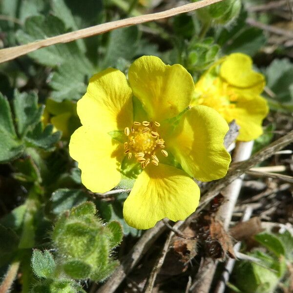 Potentilla verna Flower