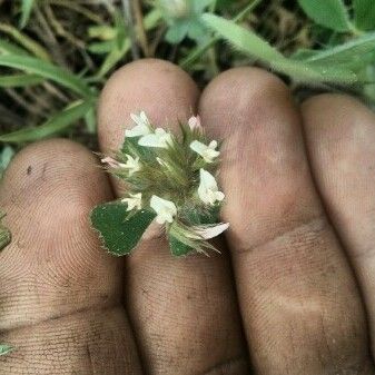 Trifolium striatum Flower