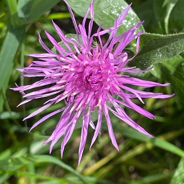 Centaurea nigra Fiore