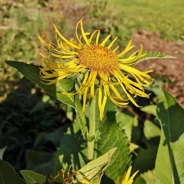 Inula helenium Kukka