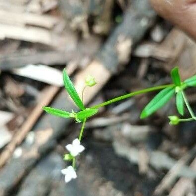 Oldenlandia corymbosa পাতা