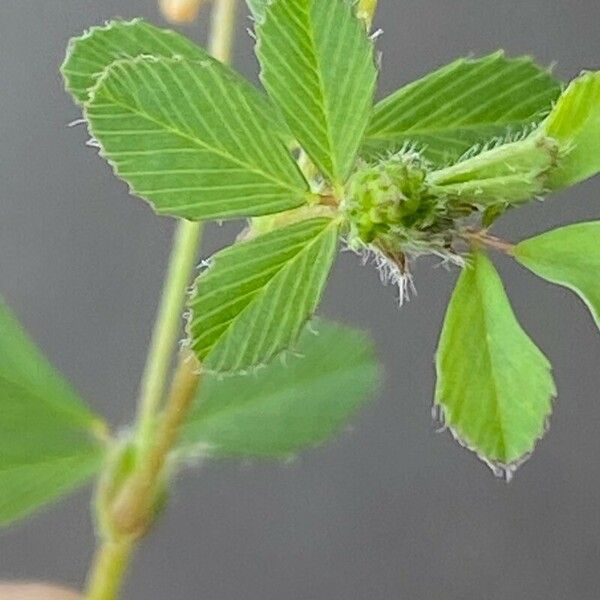 Trifolium dubium Folha