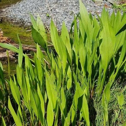 Sagittaria lancifolia Leaf