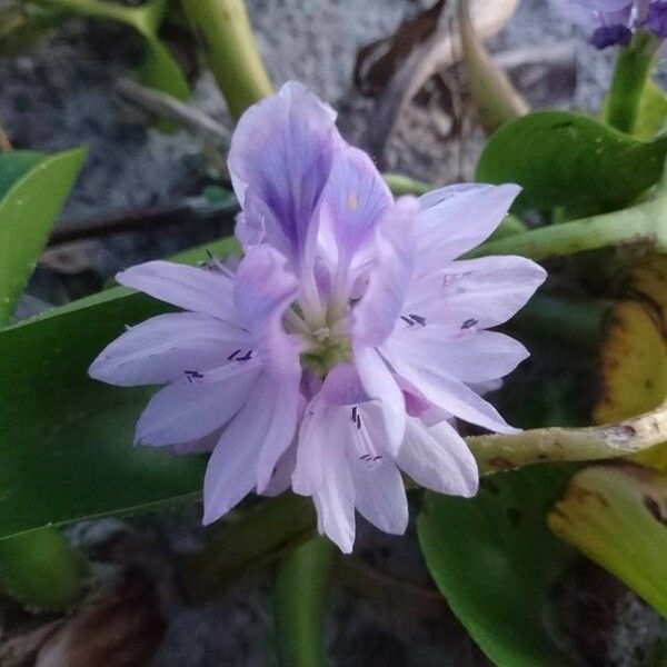 Eichhornia crassipes Кветка