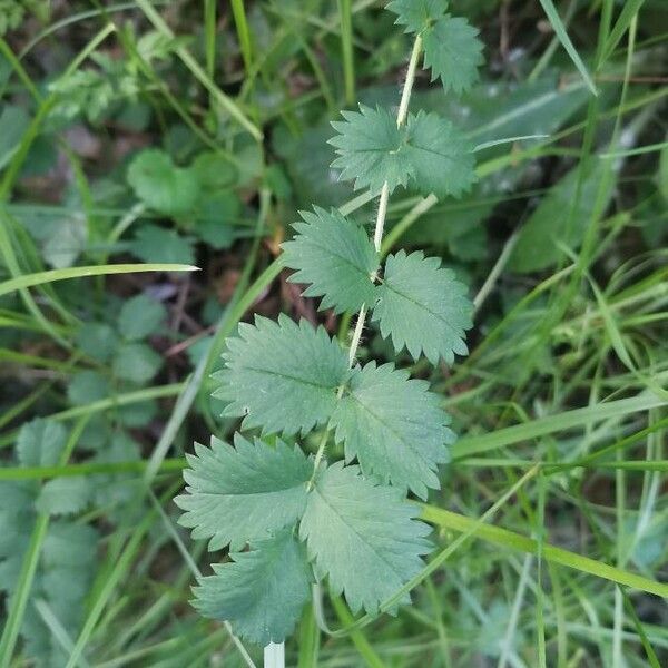 Poterium sanguisorba পাতা