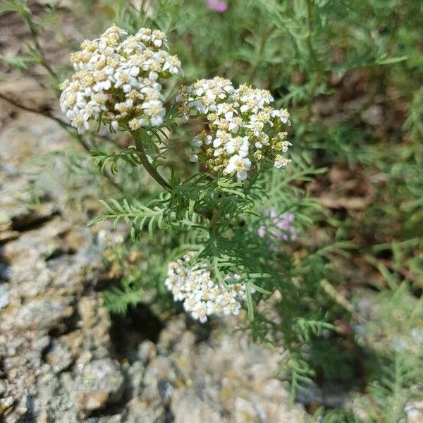 Achillea chamaemelifolia 花