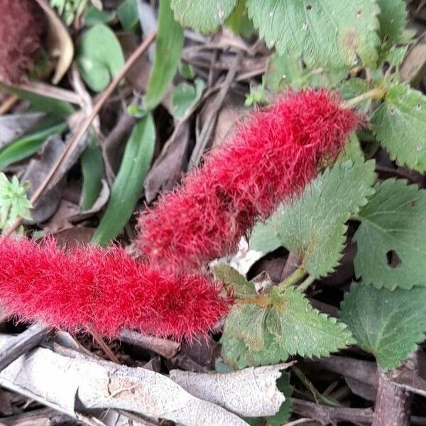 Acalypha herzogiana 花