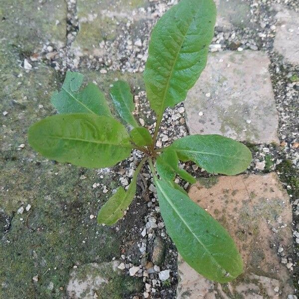 Rumex patientia Habitus