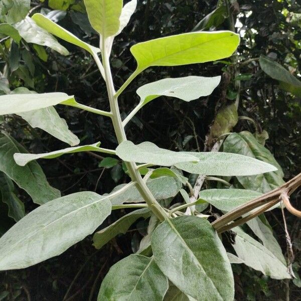 Solanum mauritianum Φύλλο