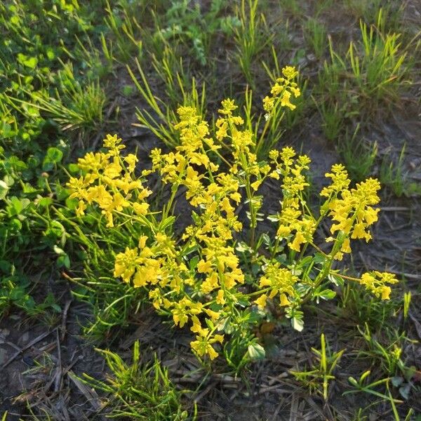 Barbarea orthoceras Flower