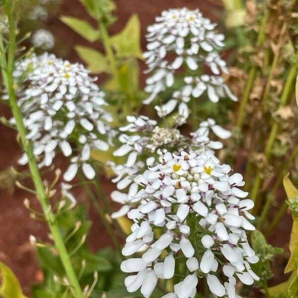 Iberis amara Flors