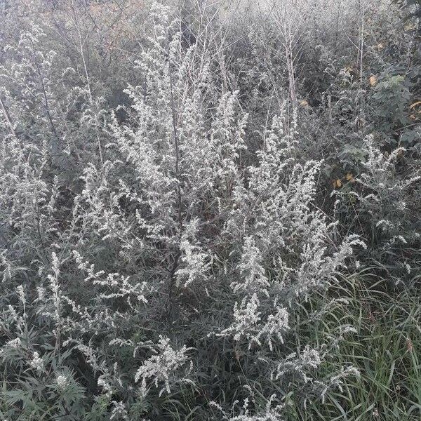 Artemisia tridentata Çiçek