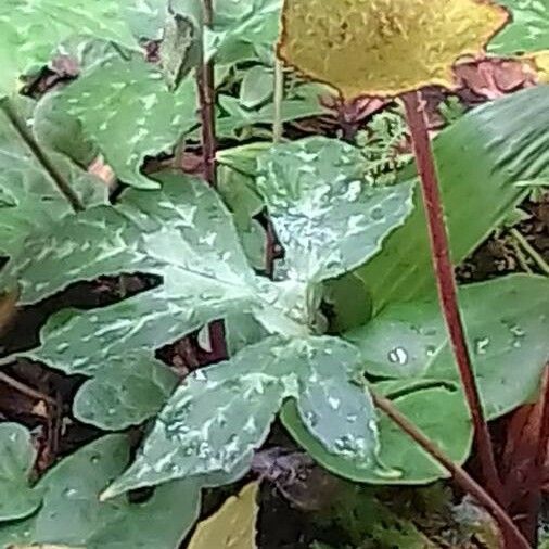 Dorstenia contrajerva Flor