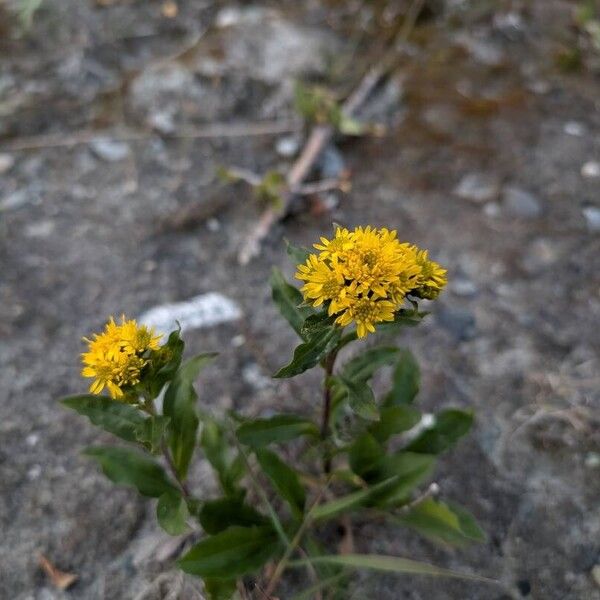 Solidago multiradiata ফুল