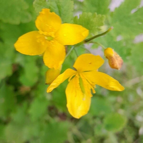 Chelidonium majus Цвят