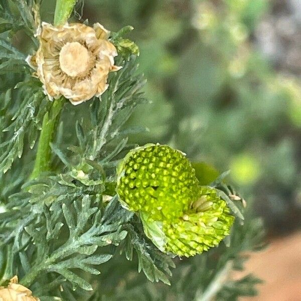 Matricaria discoidea Levél