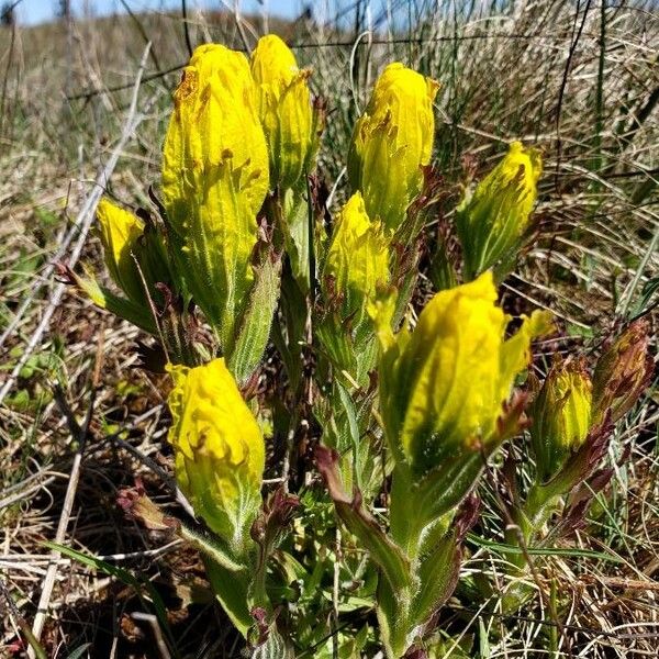 Castilleja levisecta Flower