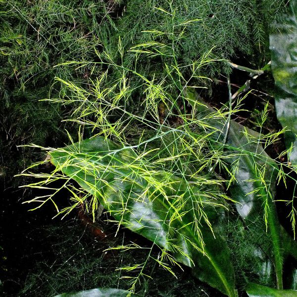 Asparagus officinalis 葉