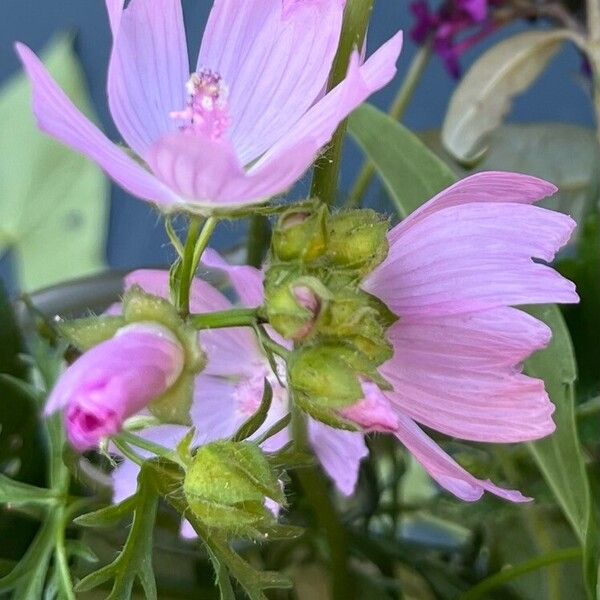 Malva alcea പുഷ്പം