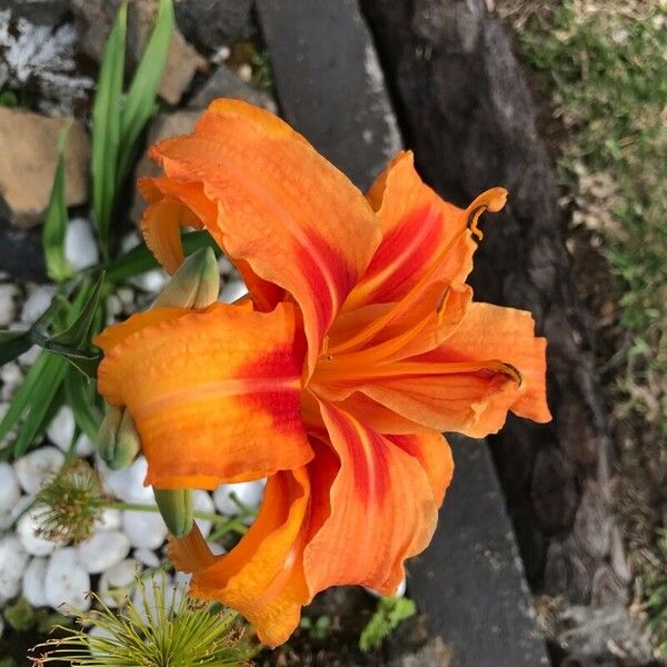 Hemerocallis fulva Flors