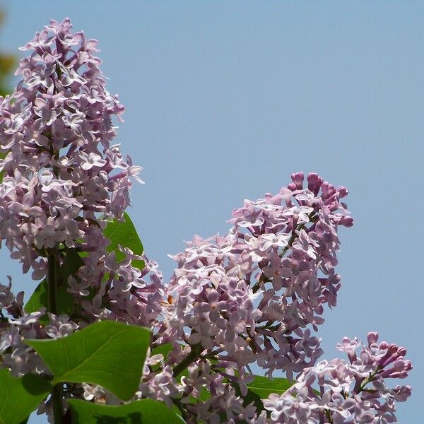 Syringa vulgaris Квітка