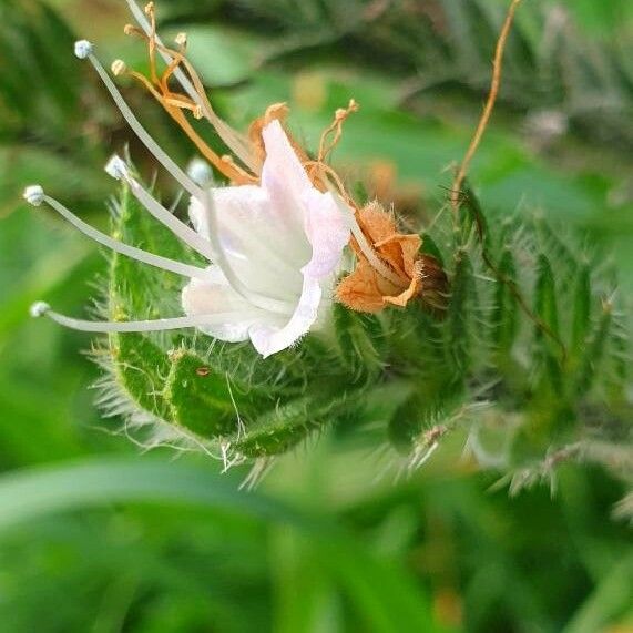 Echium italicum Virág