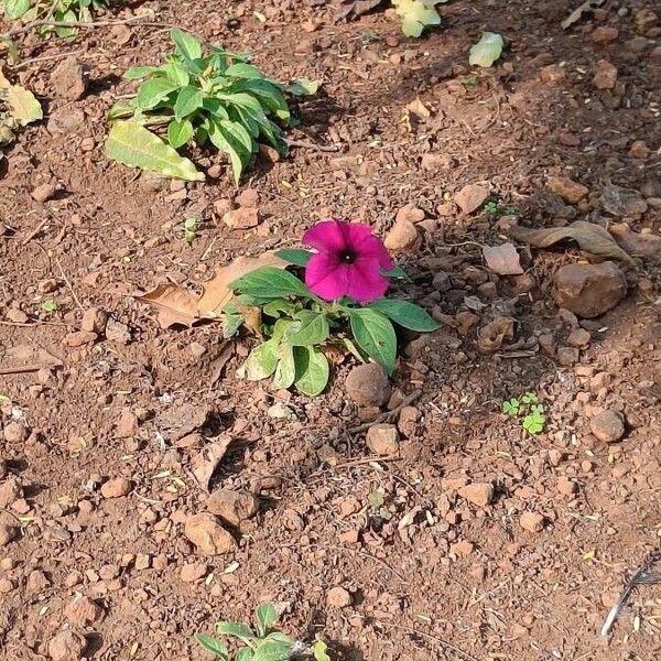 Petunia integrifolia Flor