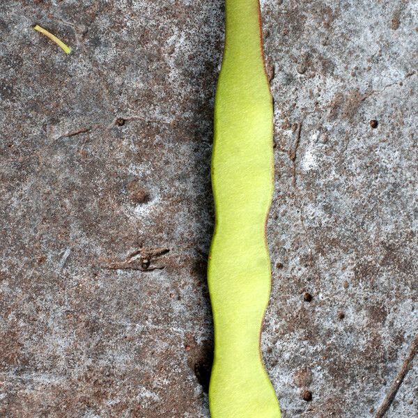 Lonchocarpus heptaphyllus Fruit