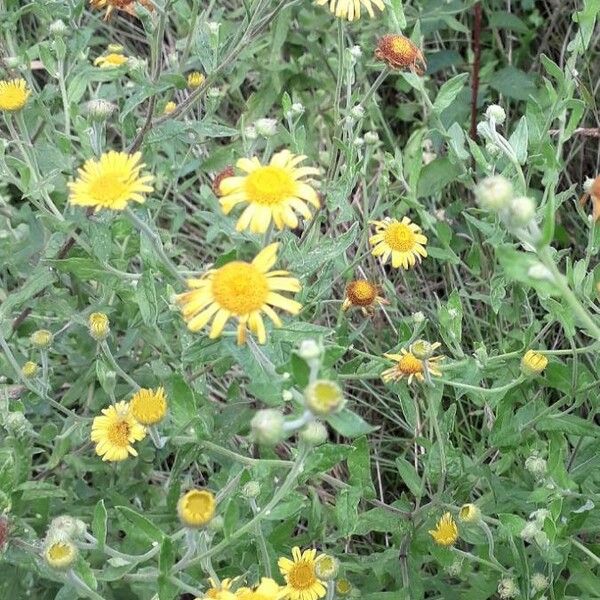 Pulicaria dysenterica Flower