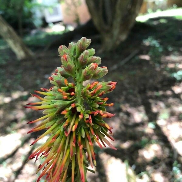 Acrocarpus fraxinifolius Цвят