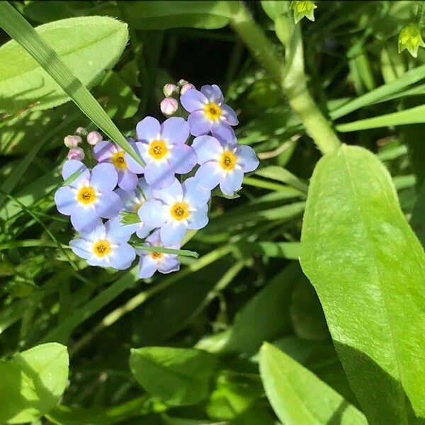 Myosotis scorpioides ফুল