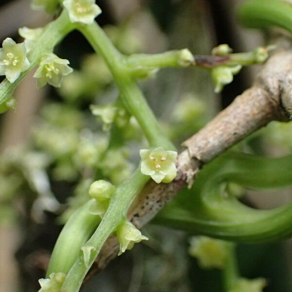 Dioscorea bulbifera Virág