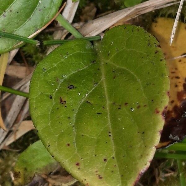 Pyrola rotundifolia Feuille