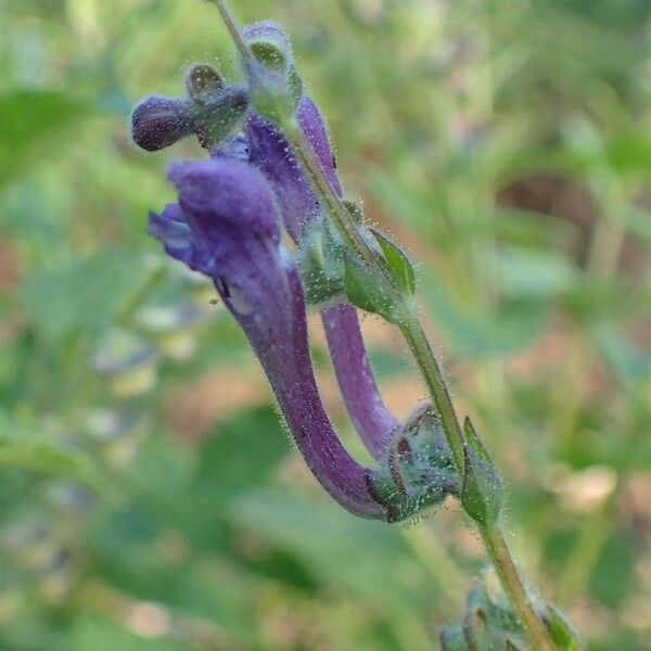 Scutellaria columnae عادت