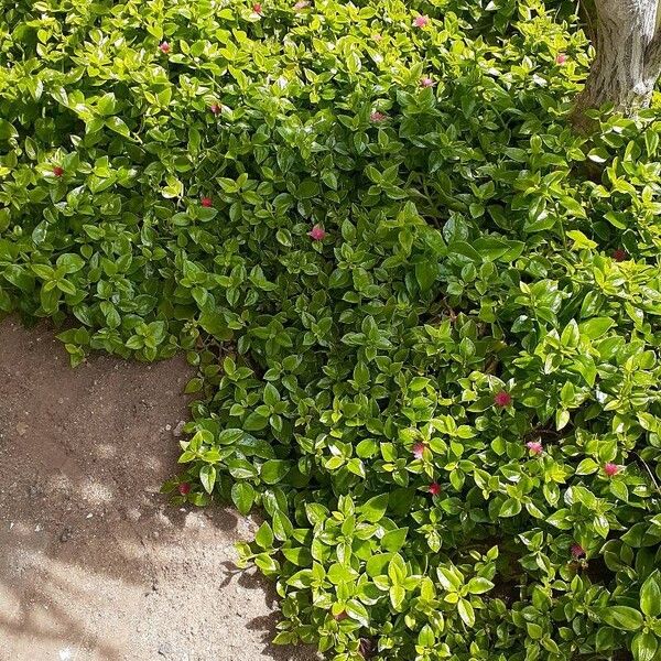 Aptenia cordifolia Blatt