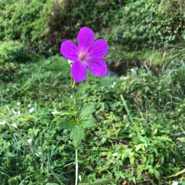 Geranium palustre Květ